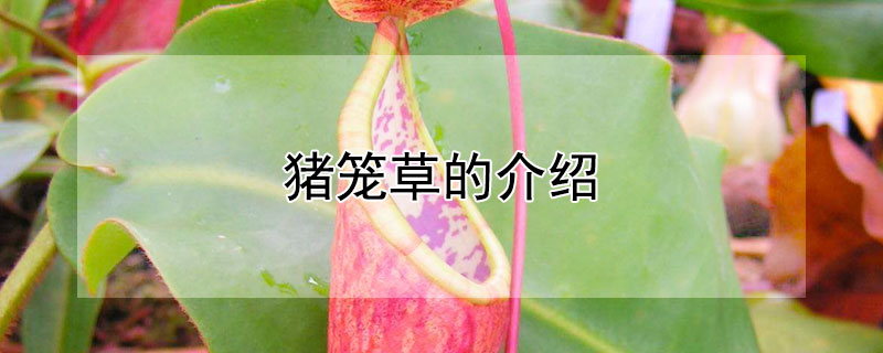 豬籠草的介紹