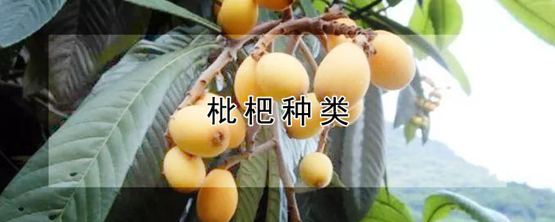 枇杷種類(lèi)