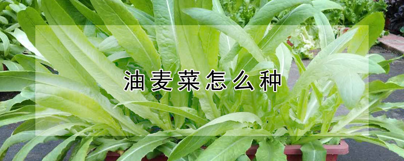 油麥菜怎么種