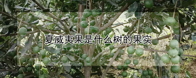 夏威夷果是什么樹的果實