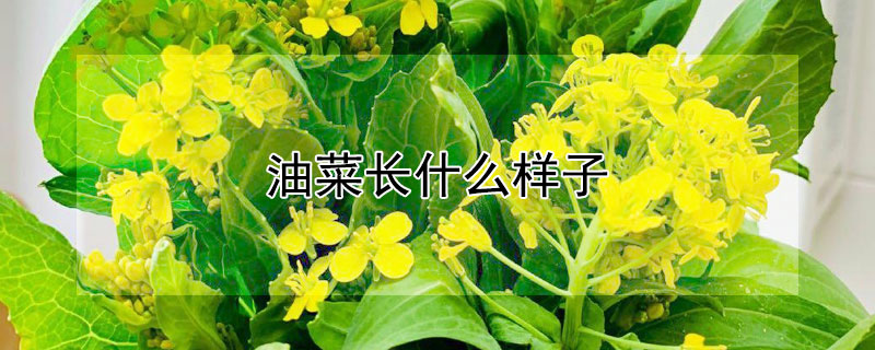 油菜長什么樣子