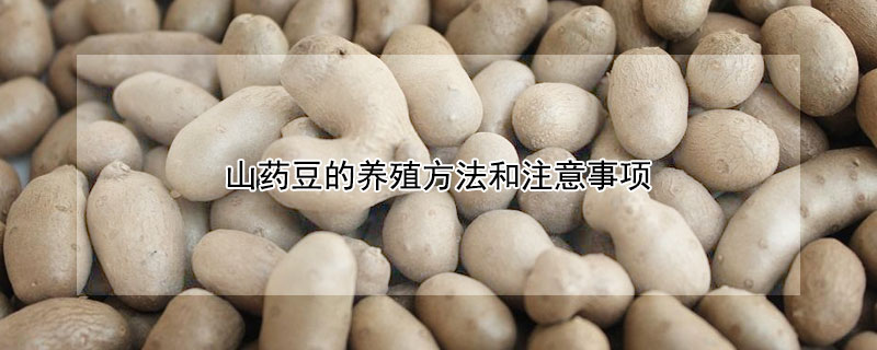 山藥豆的養殖方法和注意事項