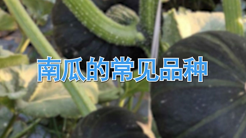 南瓜的常見(jiàn)品種