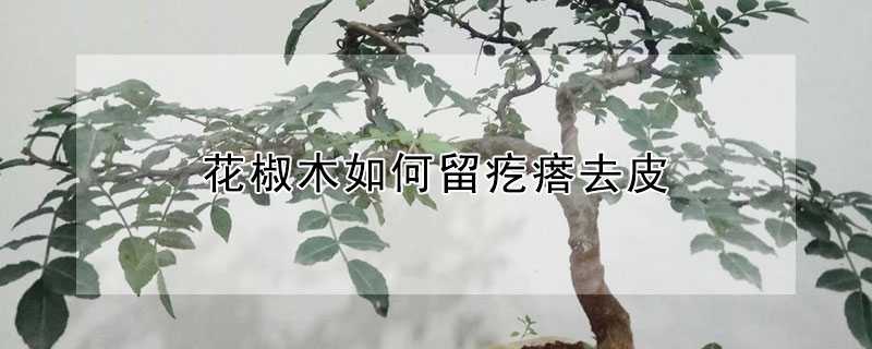 花椒木如何留疙瘩去皮