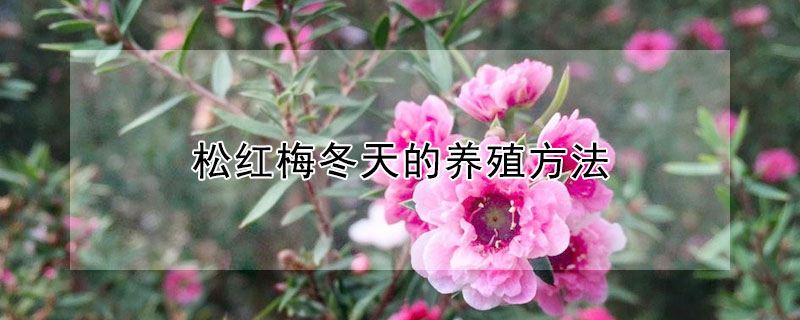 松紅梅冬天的養(yǎng)殖方法