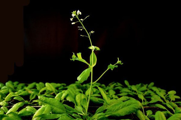 擬南芥是什么植物