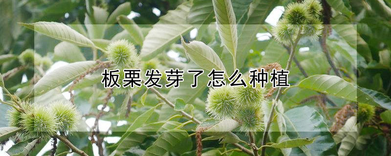 板栗發芽了怎么種植