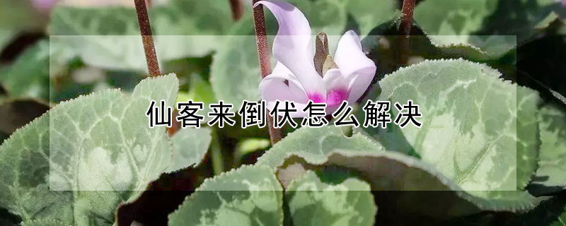 仙客來倒伏怎么解決