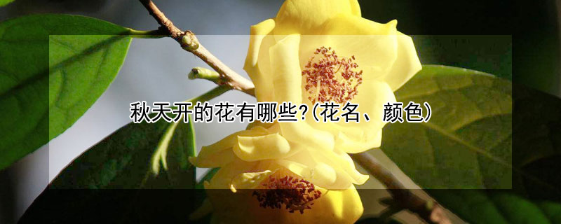 秋天開(kāi)的花有哪些?(花名、顏色)