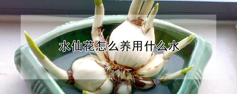 水仙花怎么養(yǎng)用什么水