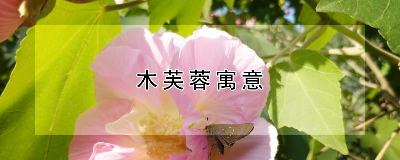 木芙蓉寓意