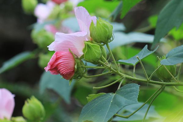 木芙蓉寓意