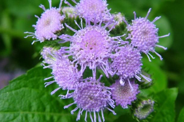 藿香花干枯怎么辦