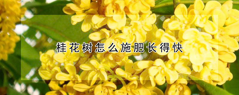 桂花樹(shù)怎么施肥長(zhǎng)得快