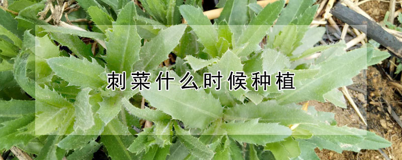 刺菜什么時候種植