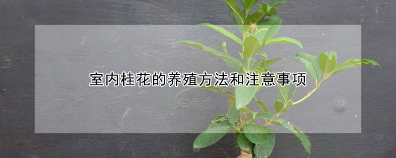 室內(nèi)桂花的養(yǎng)殖方法和注意事項(xiàng)