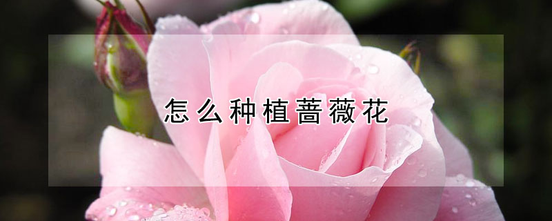 怎么種植薔薇花