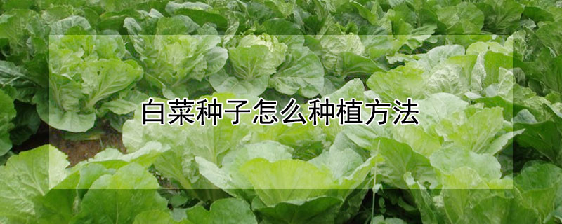 白菜種子怎么種植方法