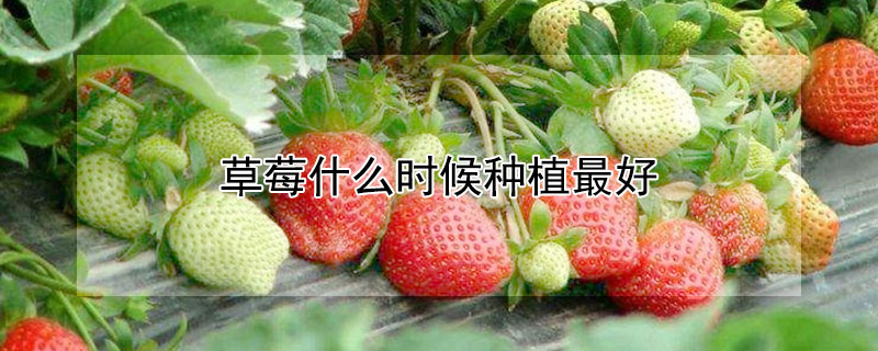 草莓什么時候種植最好