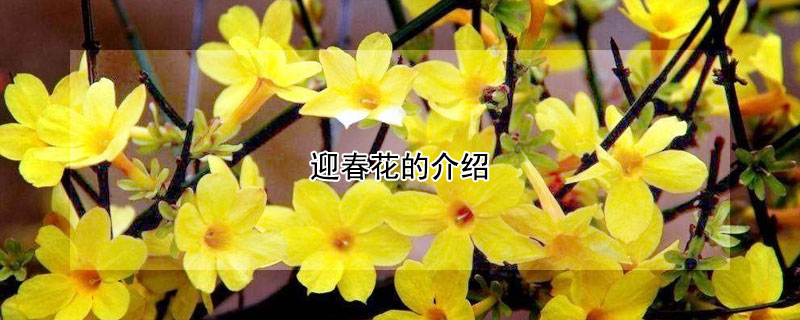 迎春花的介紹