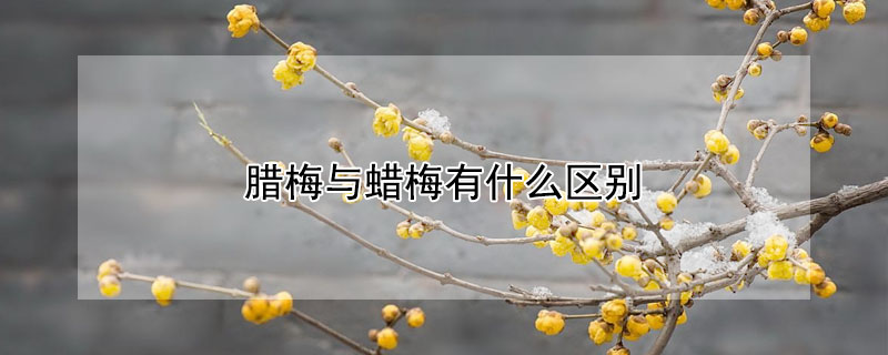 臘梅與蠟梅有什么區(qū)別