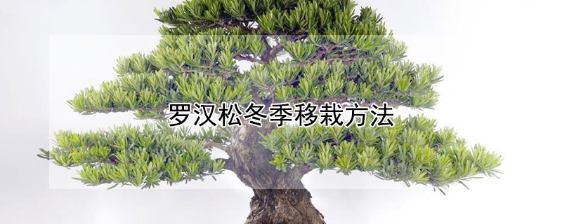 羅漢松冬季移栽方法