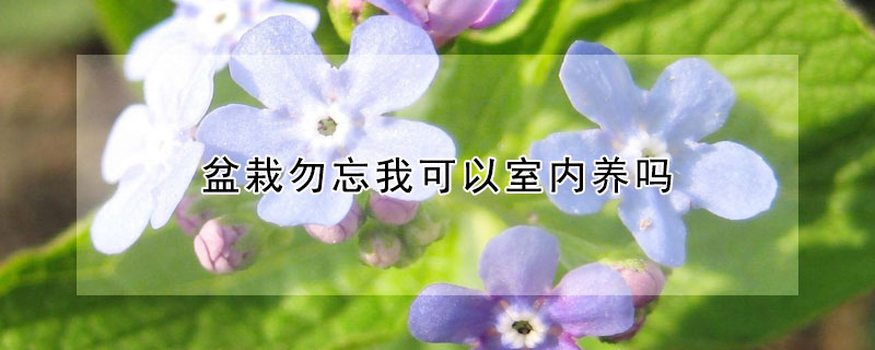 盆栽勿忘我可以室內(nèi)養(yǎng)嗎