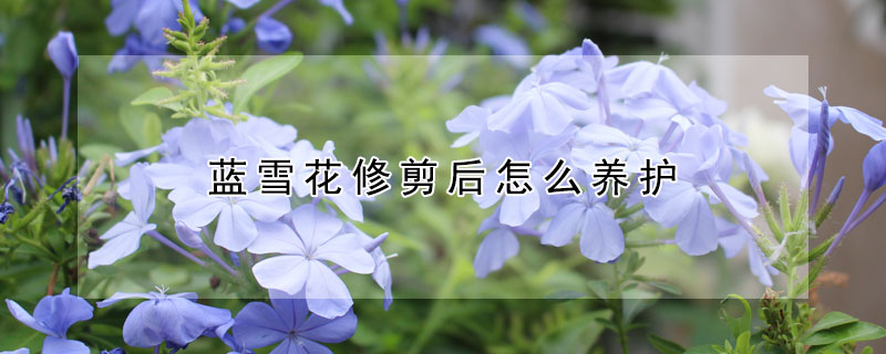 藍(lán)雪花修剪后怎么養(yǎng)護(hù)