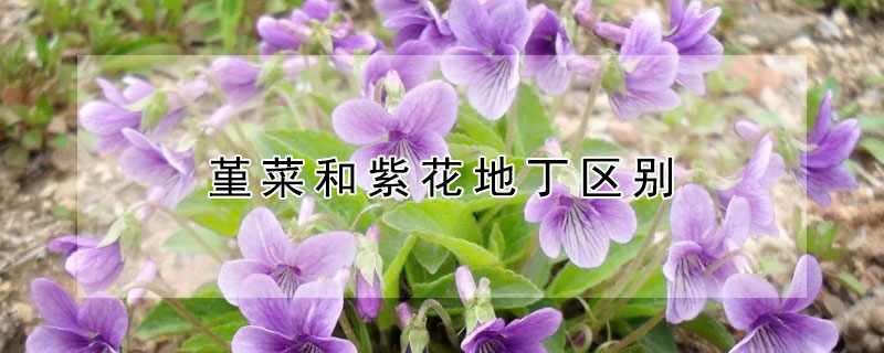 堇菜和紫花地丁區(qū)別