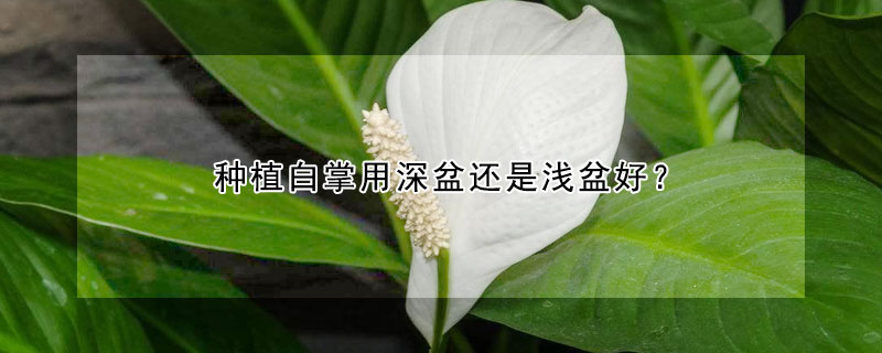 種植白掌用深盆還是淺盆好？