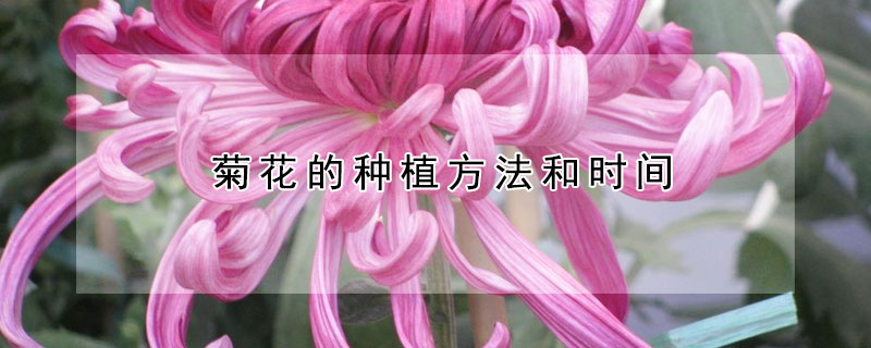 菊花的種植方法和時(shí)間