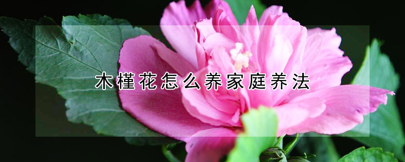 木槿花怎么養(yǎng)家庭養(yǎng)法