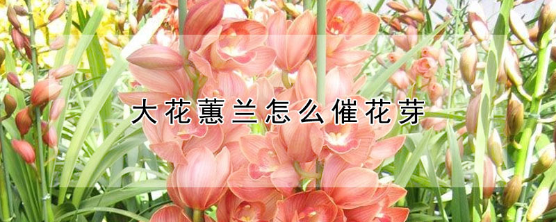 大花蕙蘭怎么催花芽