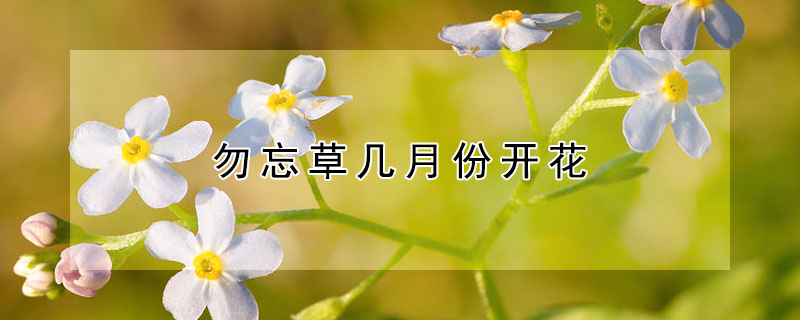 勿忘草幾月份開花