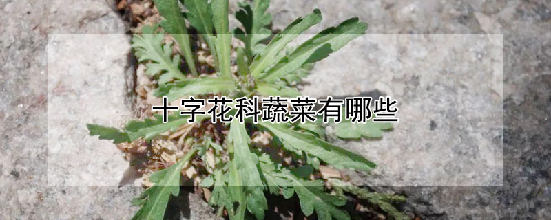 十字花科蔬菜有哪些