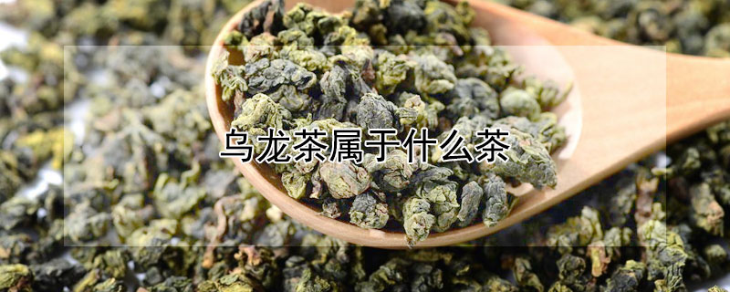 烏龍茶屬于什么茶