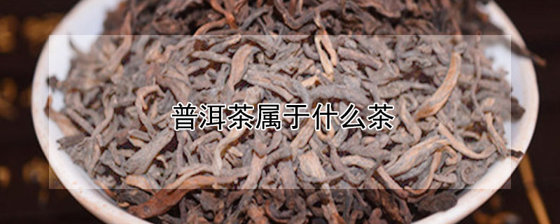 普洱茶屬于什么茶