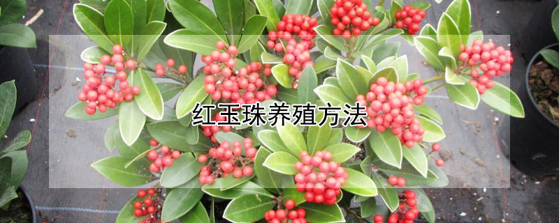 紅玉珠養殖方法