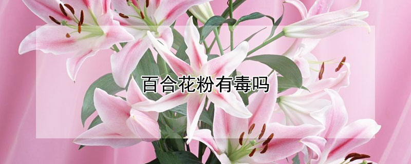 百合花粉有毒嗎