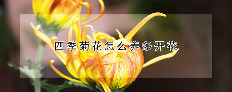 四季菊花怎么養多開花