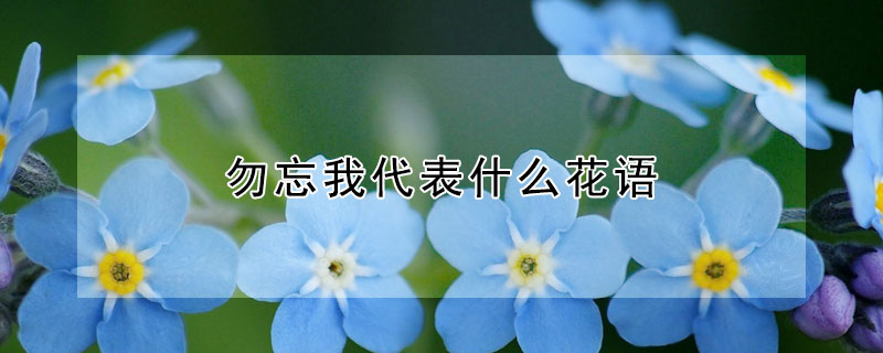 勿忘我代表什么花語(yǔ)