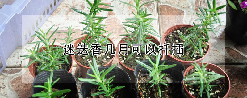 迷迭香幾月可以扦插