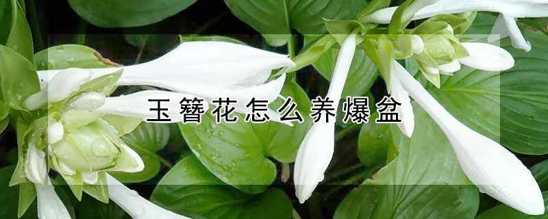 玉簪花怎么養(yǎng)爆盆