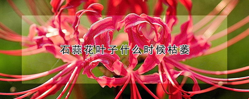 石蒜花葉子什么時(shí)候枯萎