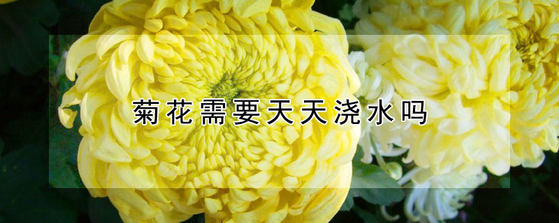 菊花需要天天澆水嗎