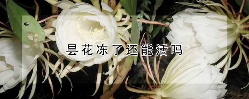 曇花凍了還能活嗎