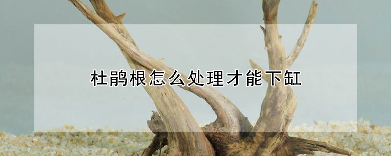 杜鵑根怎么處理才能下缸