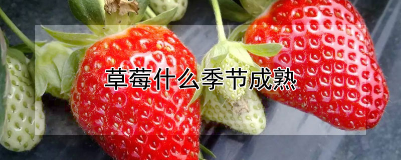 草莓什么季節成熟