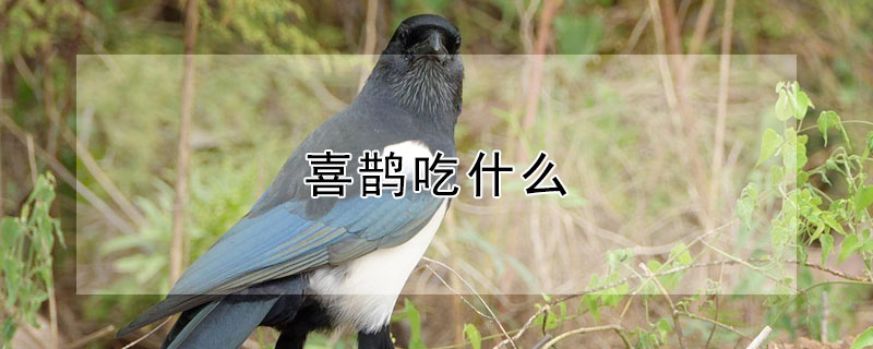 喜鵲吃什么