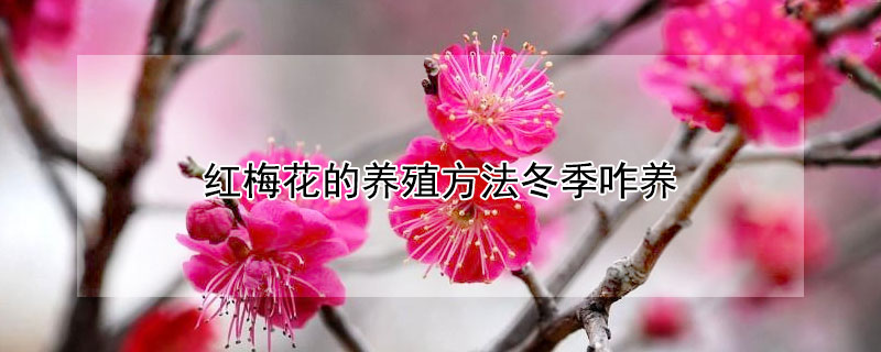 紅梅花的養(yǎng)殖方法冬季咋養(yǎng)